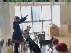 -Husky Go! 哈士奇体验馆·宠物咖啡厅狗咖