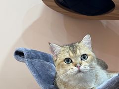 -1013 PET SHOP精品宠物商店(丁香店)
