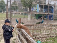 -中国扬子鳄村