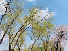 -丁香湖公园