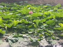 -长白岛森林公园