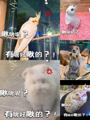-神奇动物撸宠馆·羊驼·小浣熊·异宠(豫园店)