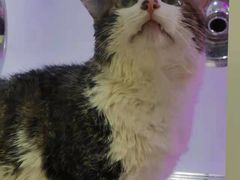 -佳雯宠物医院(四明中路分院)