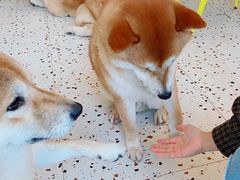 -喜柴咖啡·柴犬狗咖
