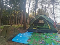 -铁山坪森林公园