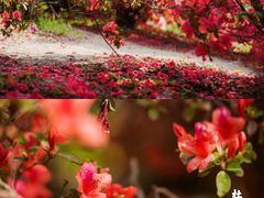 -中国科学院华南植物园
