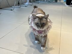 -怪兽屋·羊驼·猫咖·狗咖(俊华广场店)