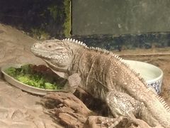 -上海大自然野生昆虫馆(东方明珠·爬宠昆虫探索中心)