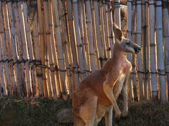 -泉州海丝野生动物世界