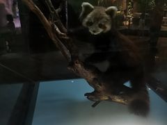 -陕西自然博物馆