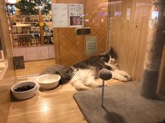 -屋虎猫馆(宝安大仟里店)