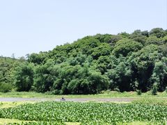 -南宁良凤江国家森林公园