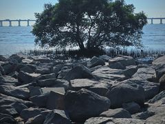 -宝安西湾红树林湿地公园