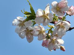 -顾村公园