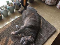 -喵zoo家庭繁育猫舍(尖东智能花园店)