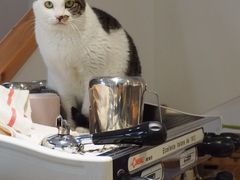 -猫里有甜