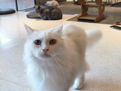 -飞行喵MR PILOT|猫舍·猫咖(静安大融城店)