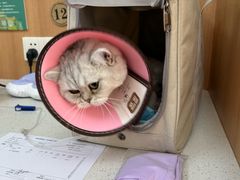 -联合动物医院(光谷诊疗中心)
