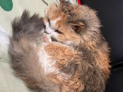 -佳雯宠物医院·皮肤科·内外科(春晓路分院)