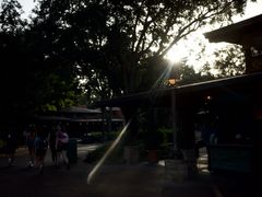 -奥兰多迪士尼动物王国乐园