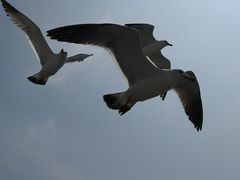 -海驴岛(荣成市)