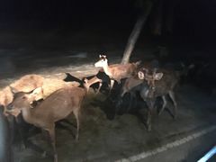 -清迈夜间动物园