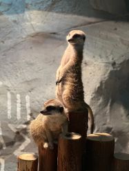 -Zoolung Zoolung动物主题公园(海信广场店)