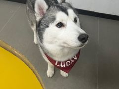 -Husky Go! 哈士奇体验馆·宠物咖啡厅狗咖