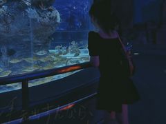 -芜湖新华联大白鲸海洋公园