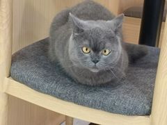 -喵园·猫主题咖啡厅·撸猫·猫咖(国贸店)