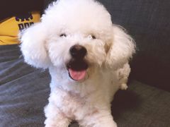 -芭比堂动物医院·犬猫全科·异宠专科(雁塔分院)