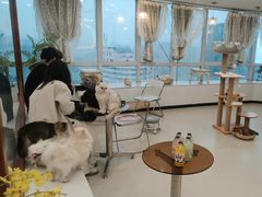-共舞时光猫咖·狗咖(新街口店)