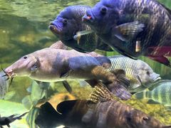 -上海海洋水族馆