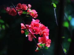 -成都市文化公园