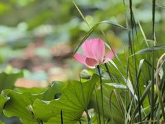 -木塔寺遗址生态公园