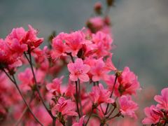 -木兰云雾山