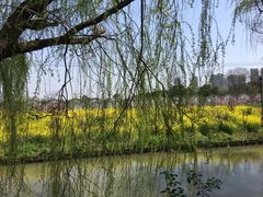 -南汇桃花村