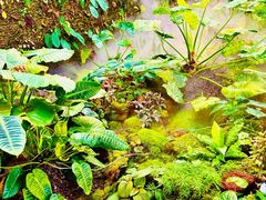 -昆明植物园