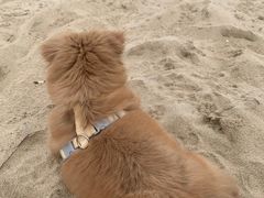 -瑞派康怡24h宠物医院·犬猫医疗中心·微创绝育(瑞景分院)