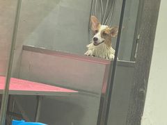 -宠福鑫康馨动物医院·骨科·眼科