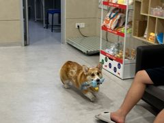 -谐和益家动物医院·免疫绝育·血液透析·宠保定点医院(高新伊藤分院)