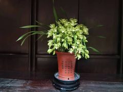 -东山雕花楼