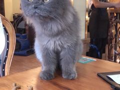 -more than meow吴止猫主题餐厅(承德 中船汇店)