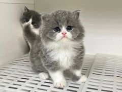 -lincat·猫舍(广州店)
