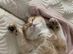 -东方名猫馆·英短金渐层布偶猫舍(环线广场1号楼店)