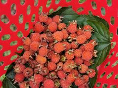 -铁山坪森林公园