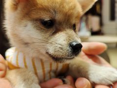 -逗柴咖啡屋·狗咖猫咖宠物桌游
