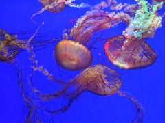 -上海海洋水族馆