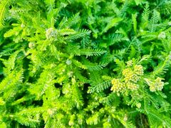 -燕郊植物园