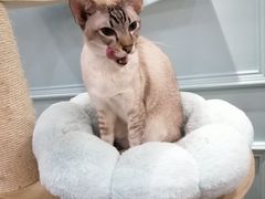 -安格丽娜·狗咖·猫咖羊驼咖(春熙路百盛商场店)